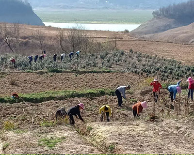 全力打造油茶，助绿色产业扶贫增收“源头活水”