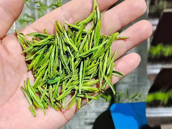 金寨西茶谷茶叶上市了！金寨白茶图片