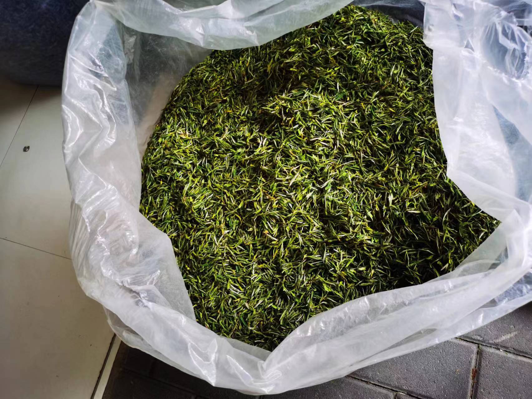 金寨白茶其外形细秀，形如凤羽，色如玉霜