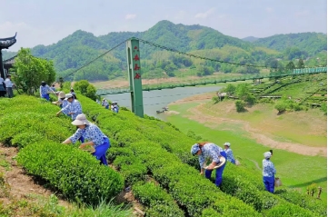 揭秘万元竞拍六安瓜片背后的品质密码