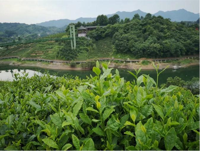 茶山染新绿 春茶采收忙!金寨开始采茶收茶了